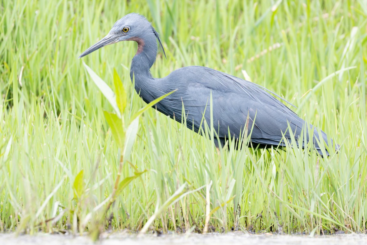 Aigrette vineuse - ML644848646