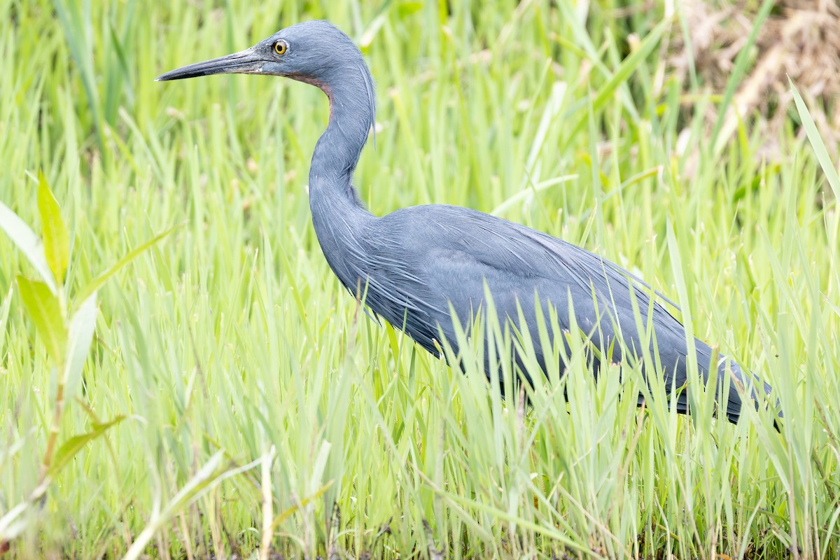 Aigrette vineuse - ML644848647