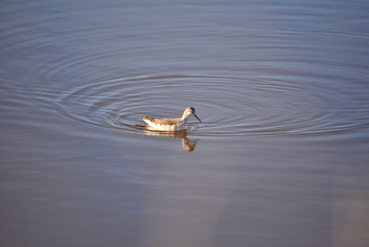 lyskonoh dlouhozobý - ML644848651