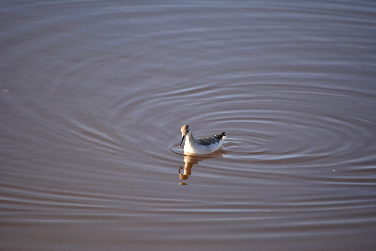 lyskonoh dlouhozobý - ML644848659