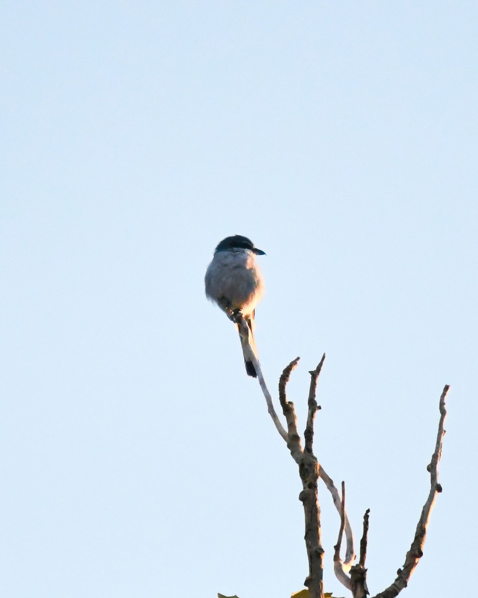 Averla meridionale - ML644848663