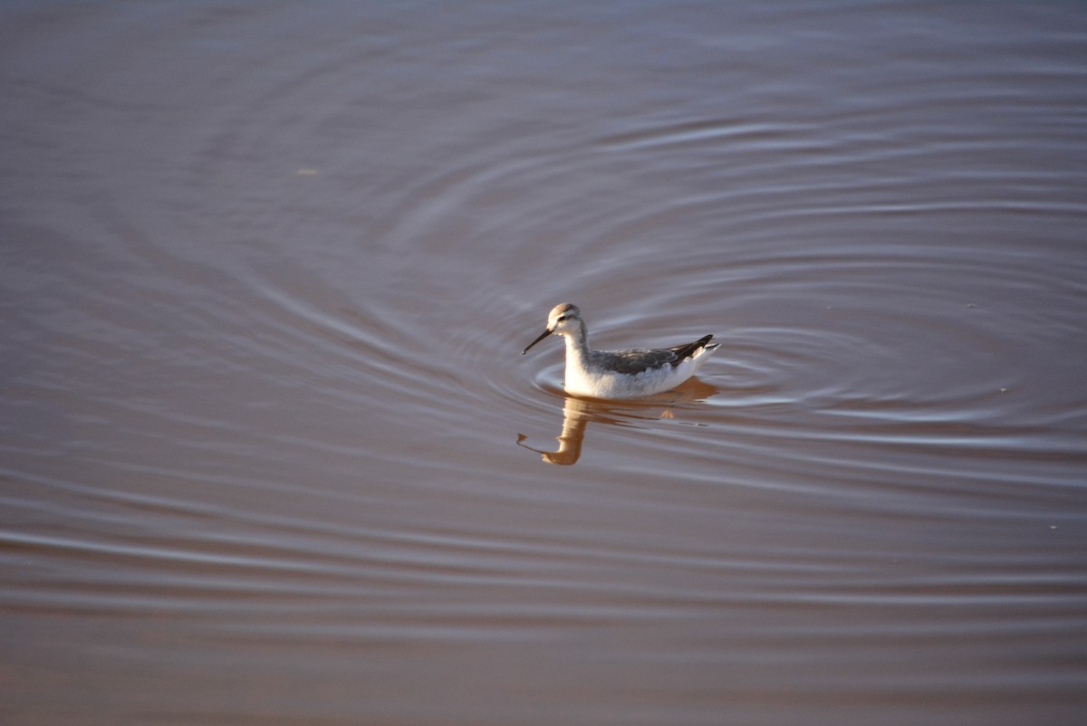 lyskonoh dlouhozobý - ML644848665