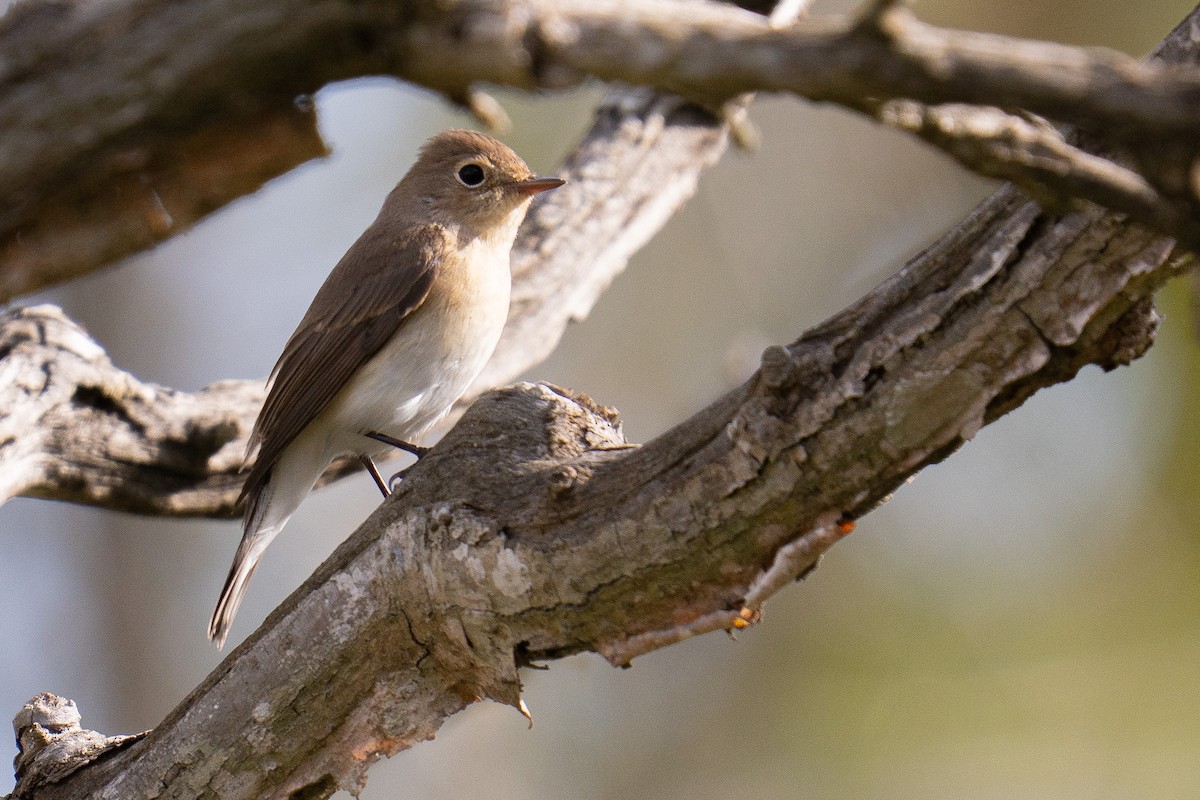 Red-breasted Flycatcher - ML644848670