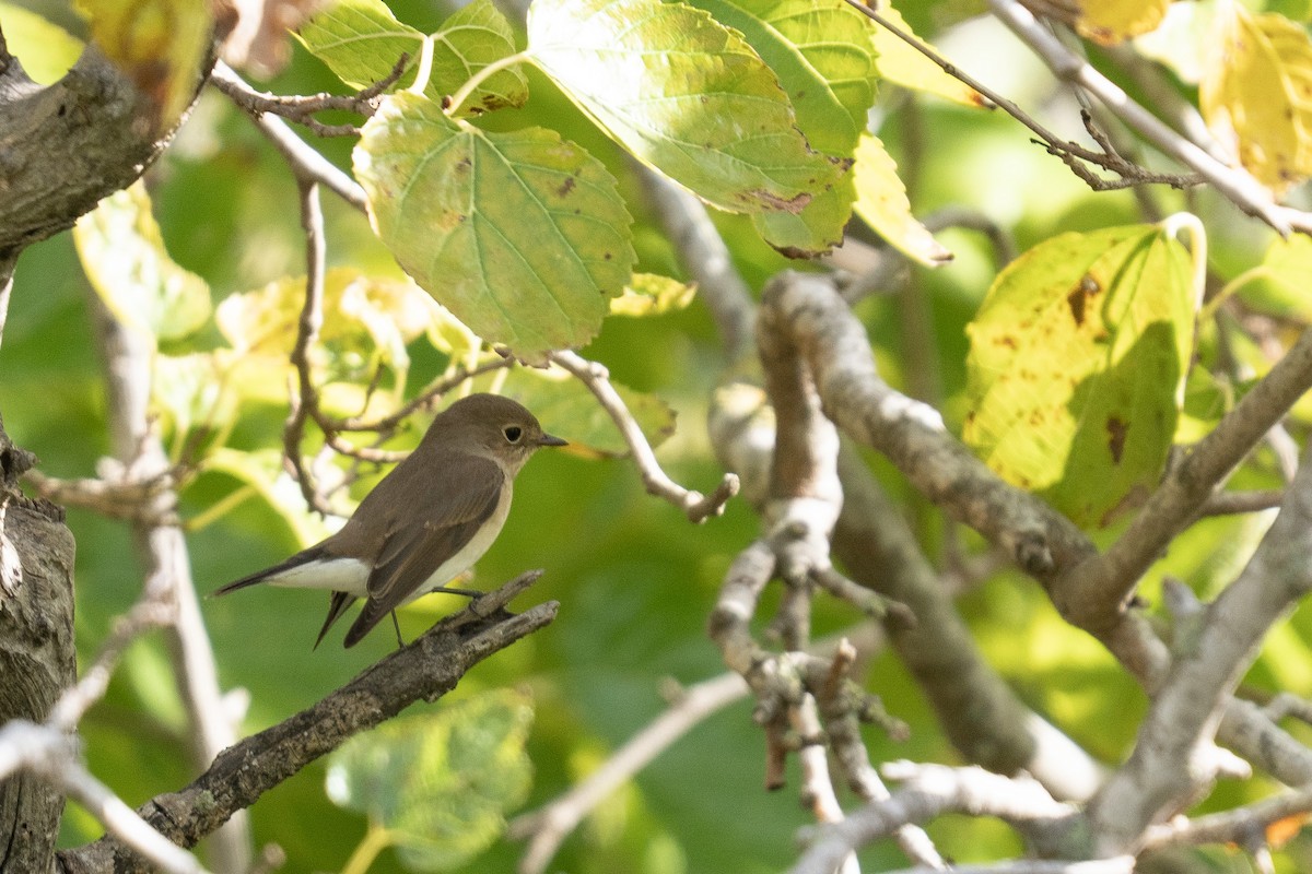 Red-breasted Flycatcher - ML644848671