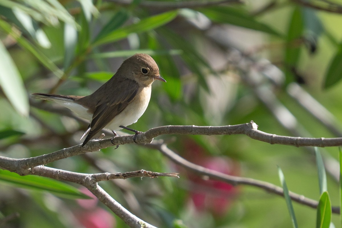 Red-breasted Flycatcher - ML644848672