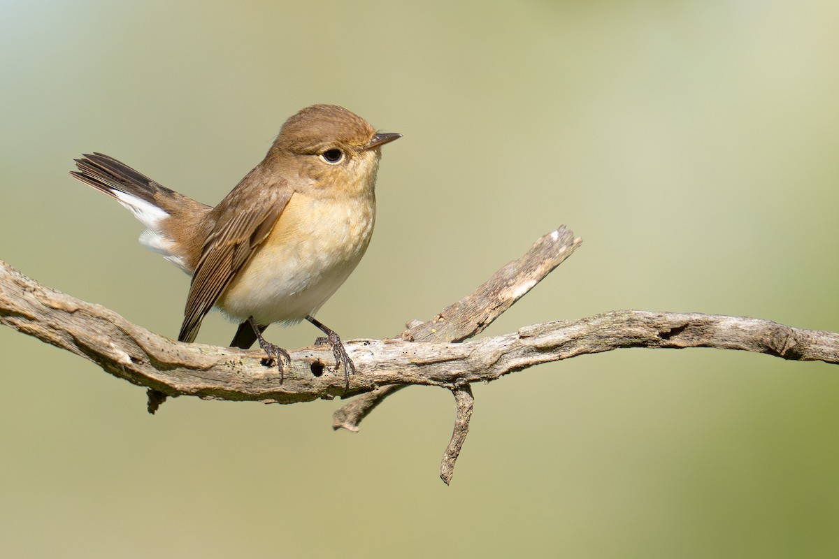 Red-breasted Flycatcher - ML644848673