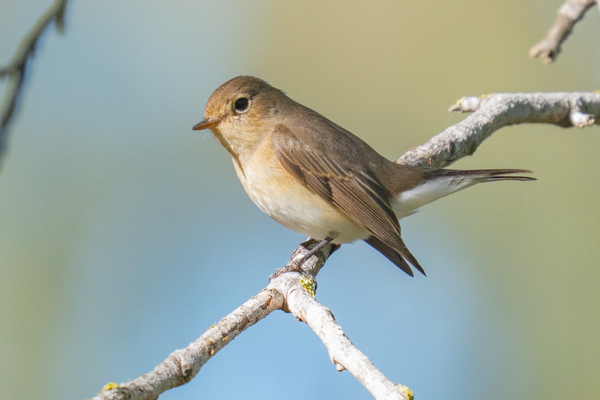 Red-breasted Flycatcher - ML644848674