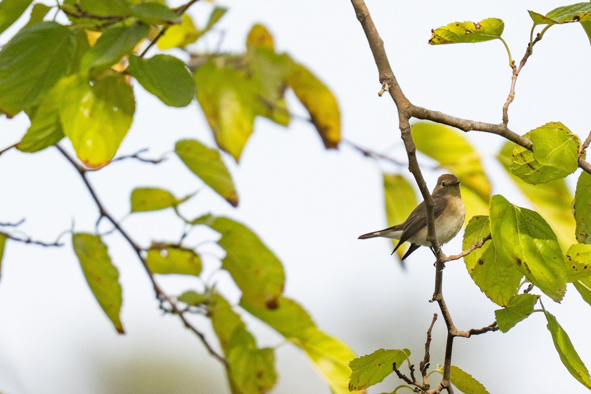 Red-breasted Flycatcher - ML644848675