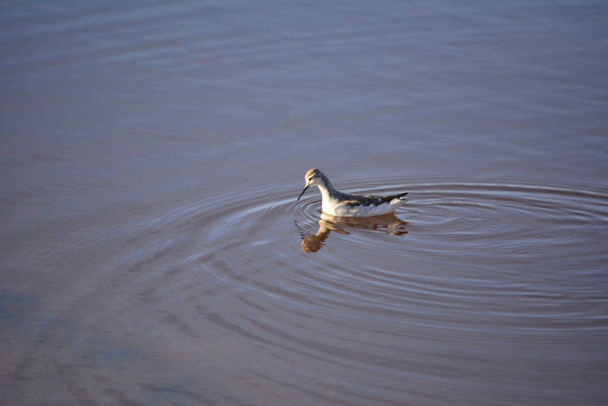 lyskonoh dlouhozobý - ML644848677