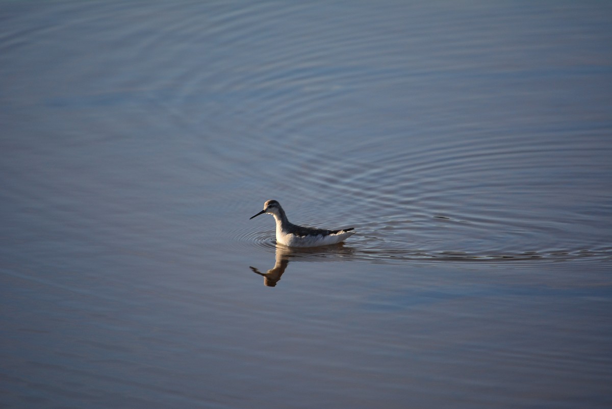 lyskonoh dlouhozobý - ML644848683