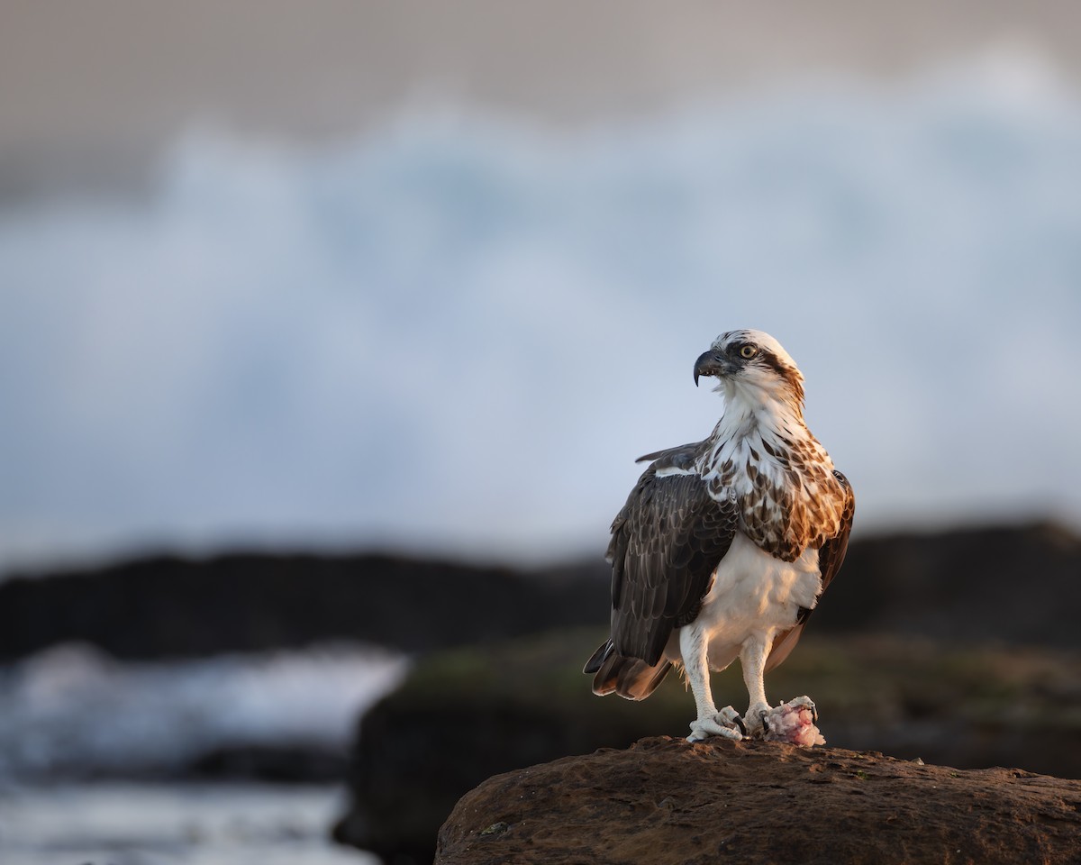 Скопа - ML644848693