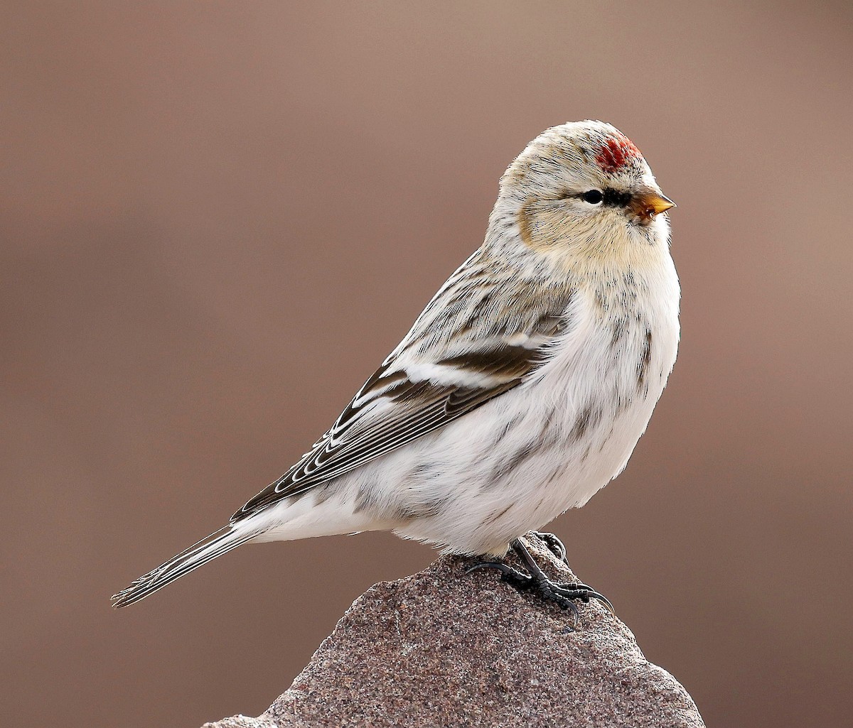 Redpoll (Hoary) - ML644848694