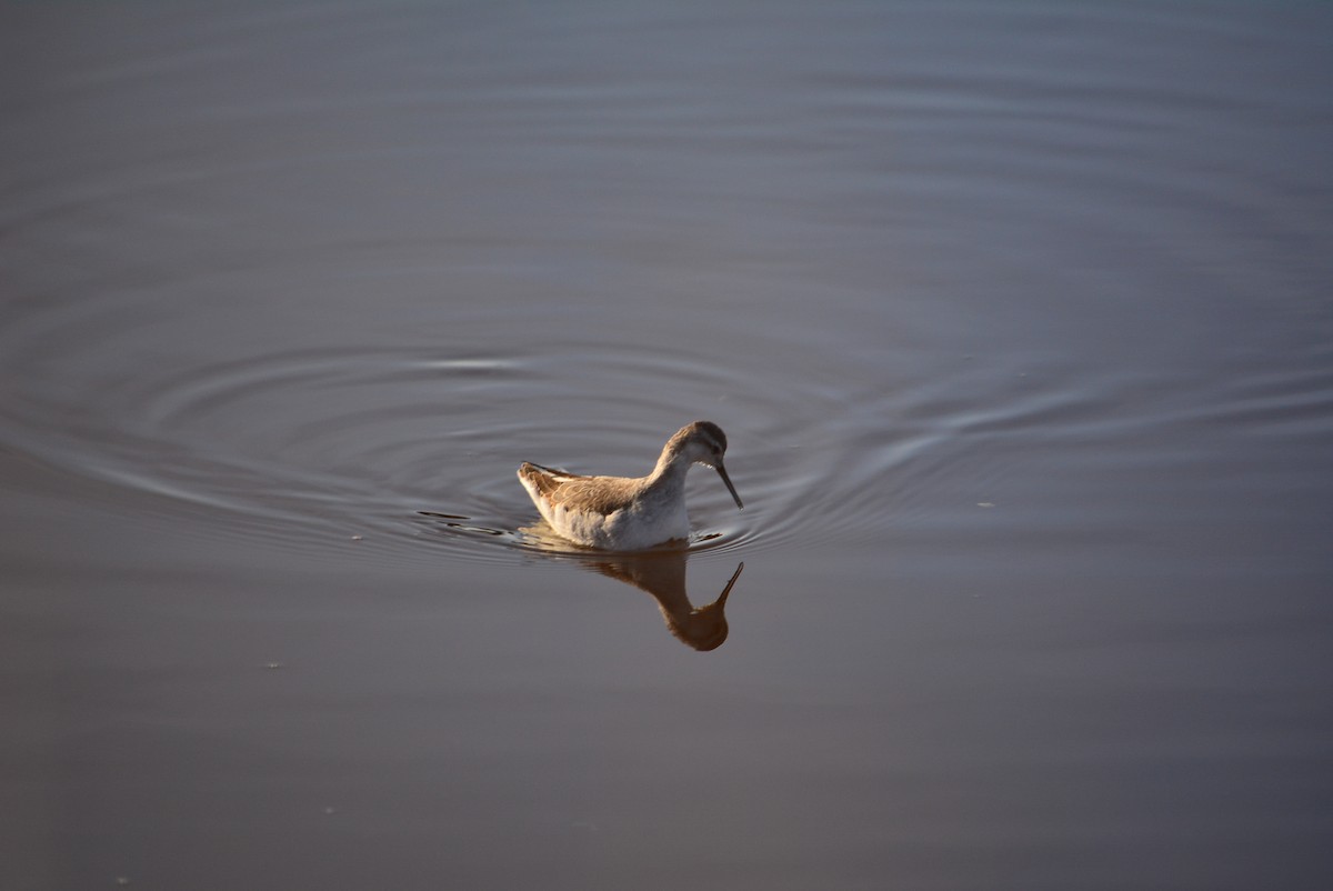 lyskonoh dlouhozobý - ML644848698