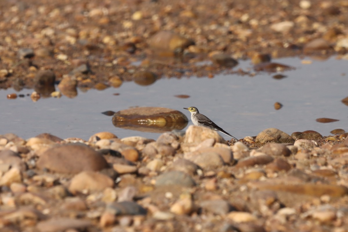 Citrine Wagtail - ML644848699