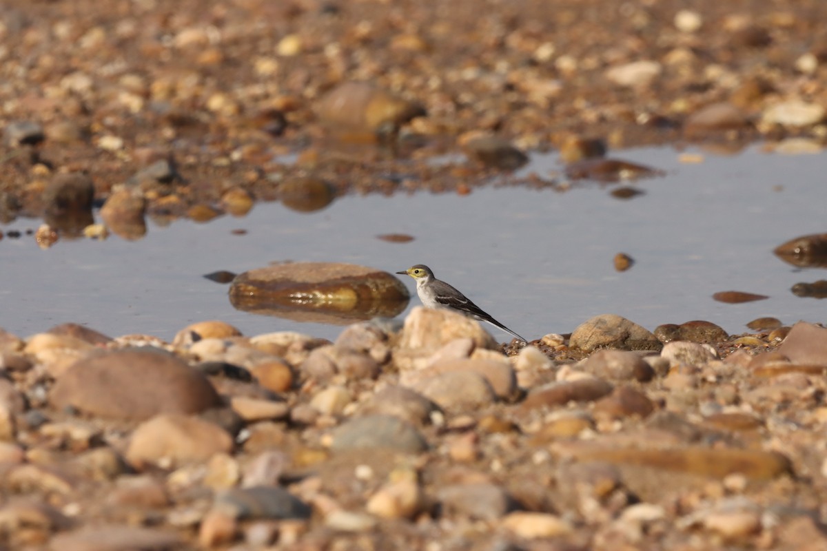 Citrine Wagtail - ML644848700