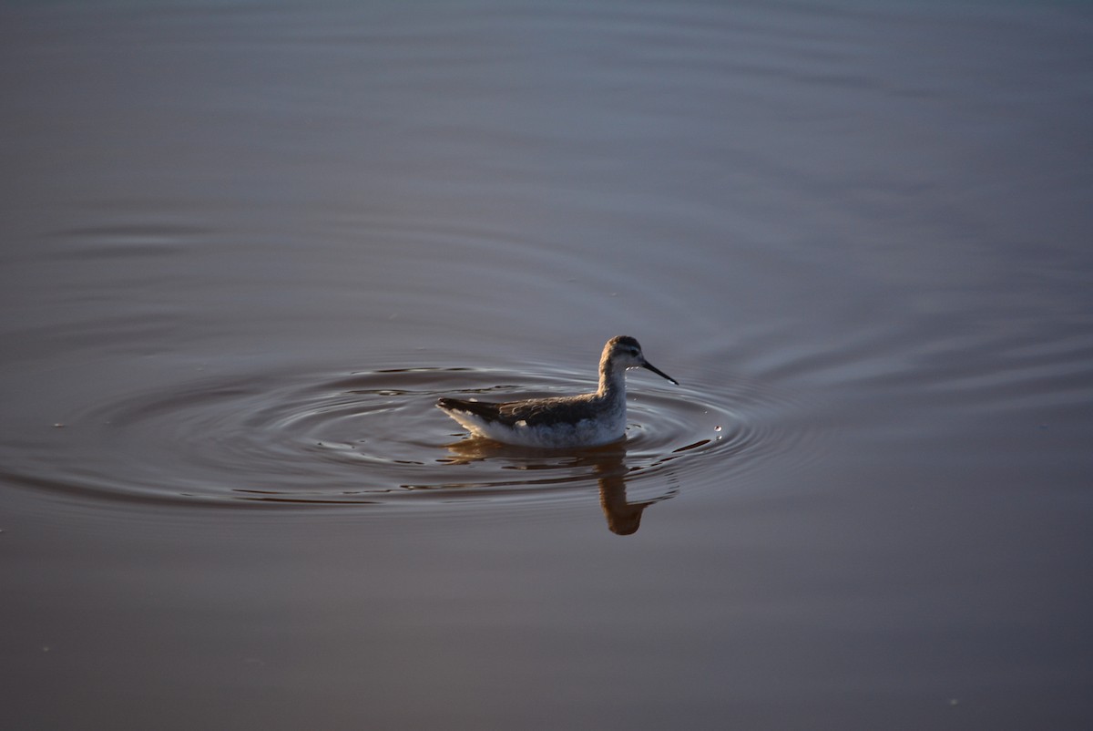 lyskonoh dlouhozobý - ML644848703