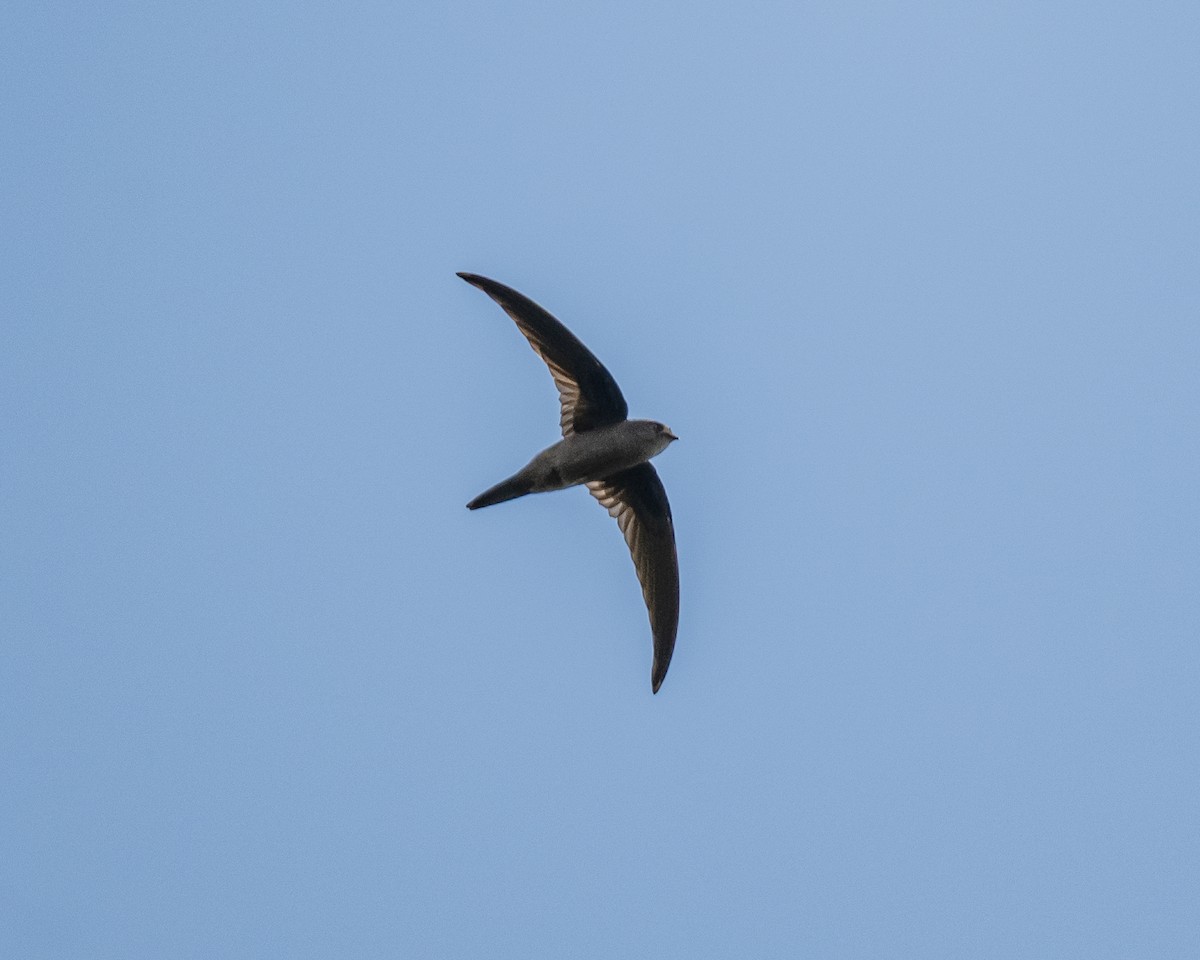Asian Palm Swift - ML644848707