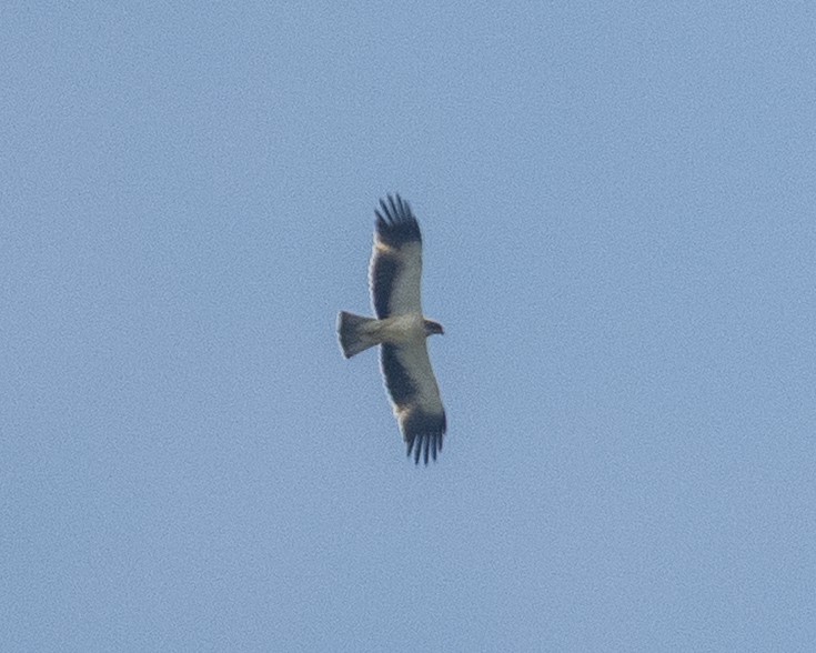 Booted Eagle - ML644848708