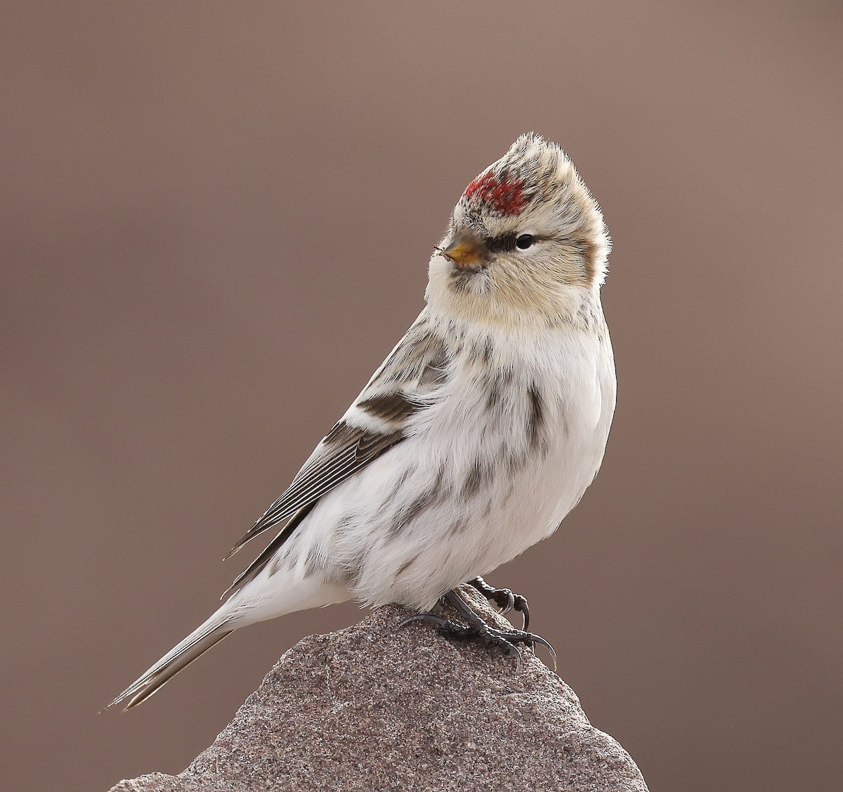 Redpoll (Hoary) - ML644848710