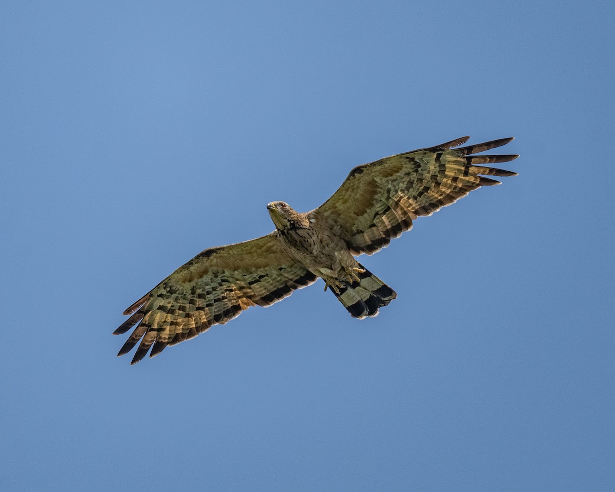 Oriental Honey-buzzard - ML644848718
