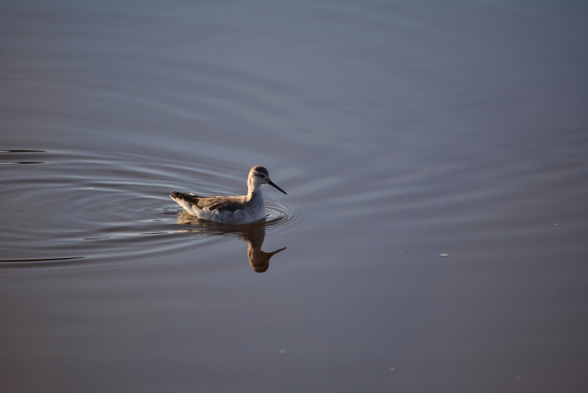 lyskonoh dlouhozobý - ML644848719