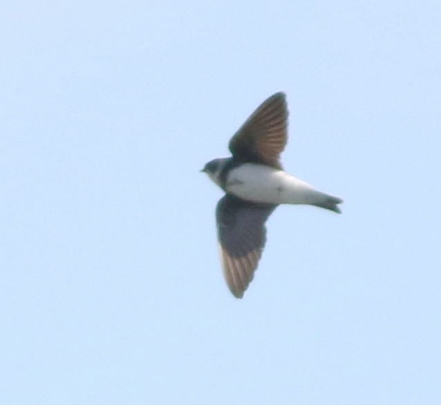 Bank Swallow - ML644848720