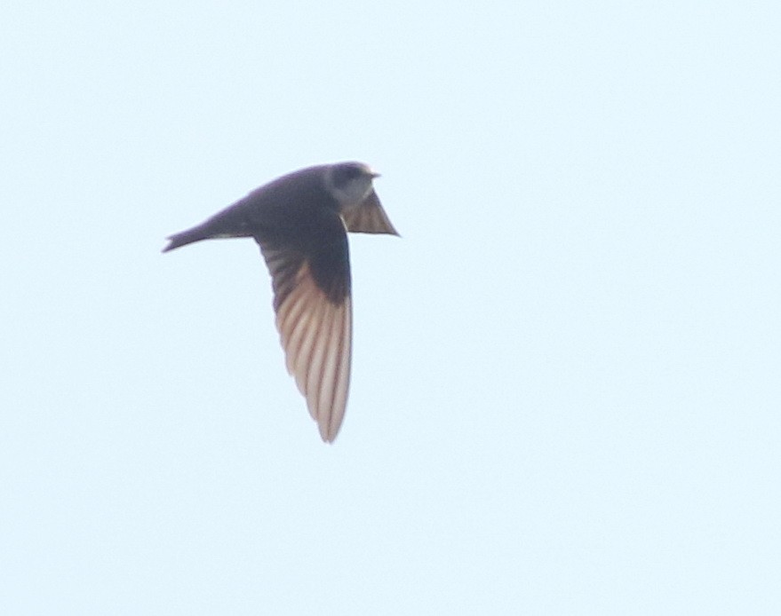 Bank Swallow - ML644848721