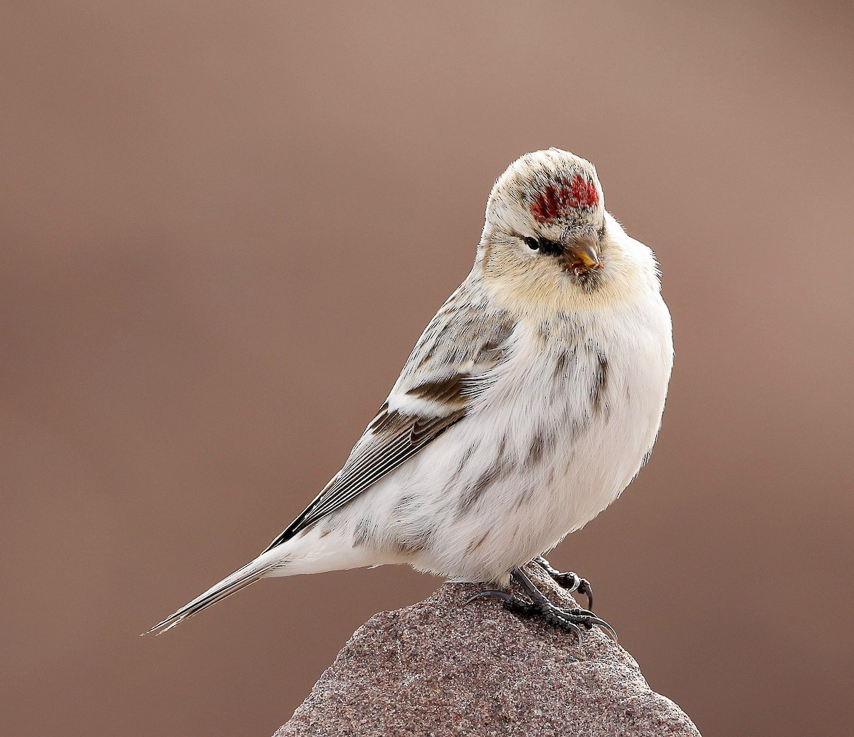 Redpoll (Hoary) - ML644848723
