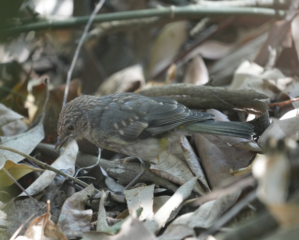 lejsčík žlutý - ML644848725