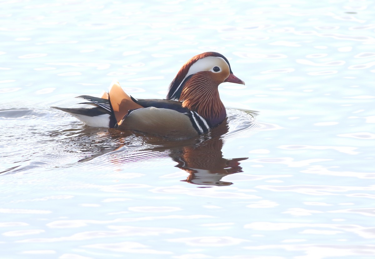 Мандаринка - ML644848727