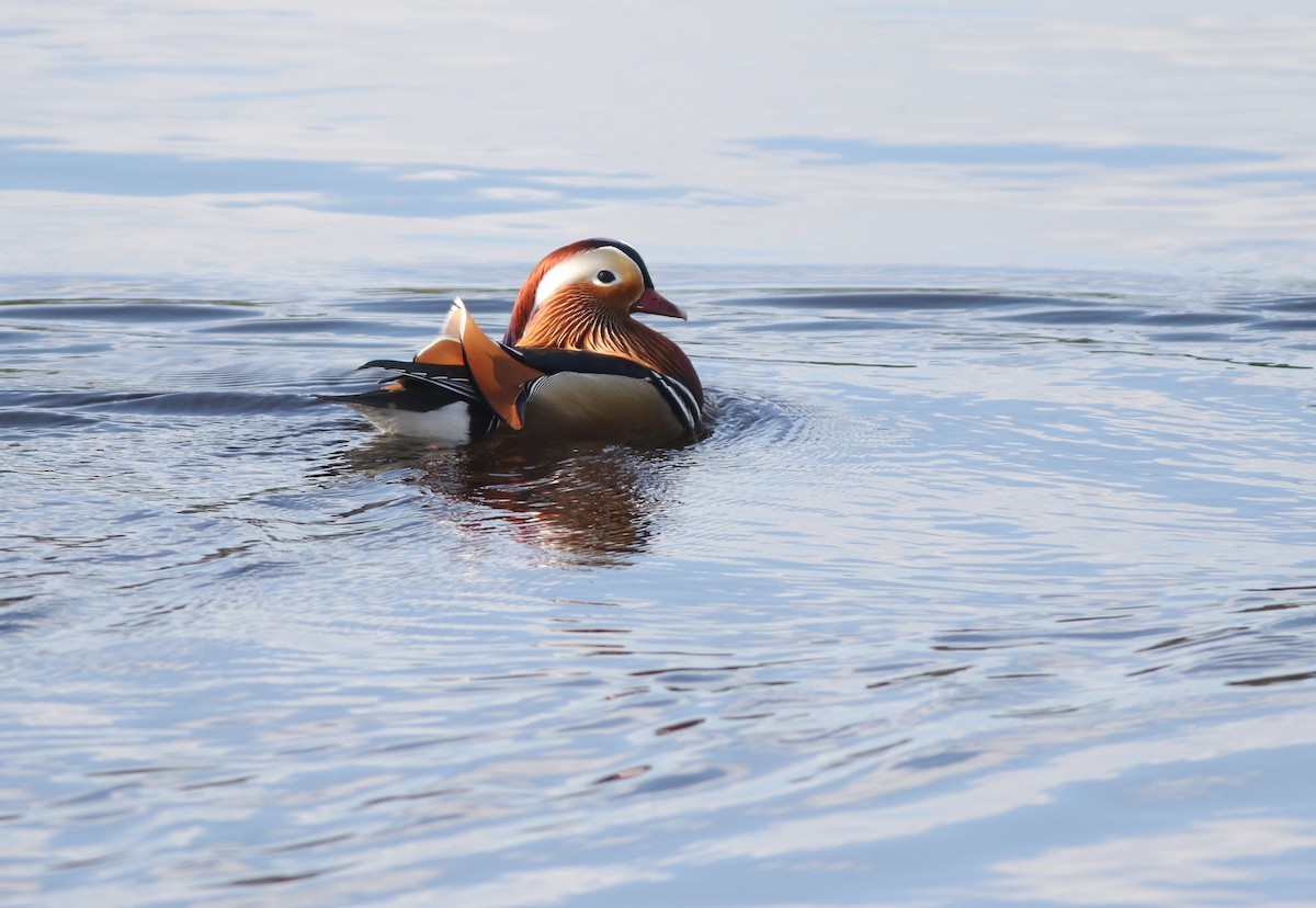 Мандаринка - ML644848728