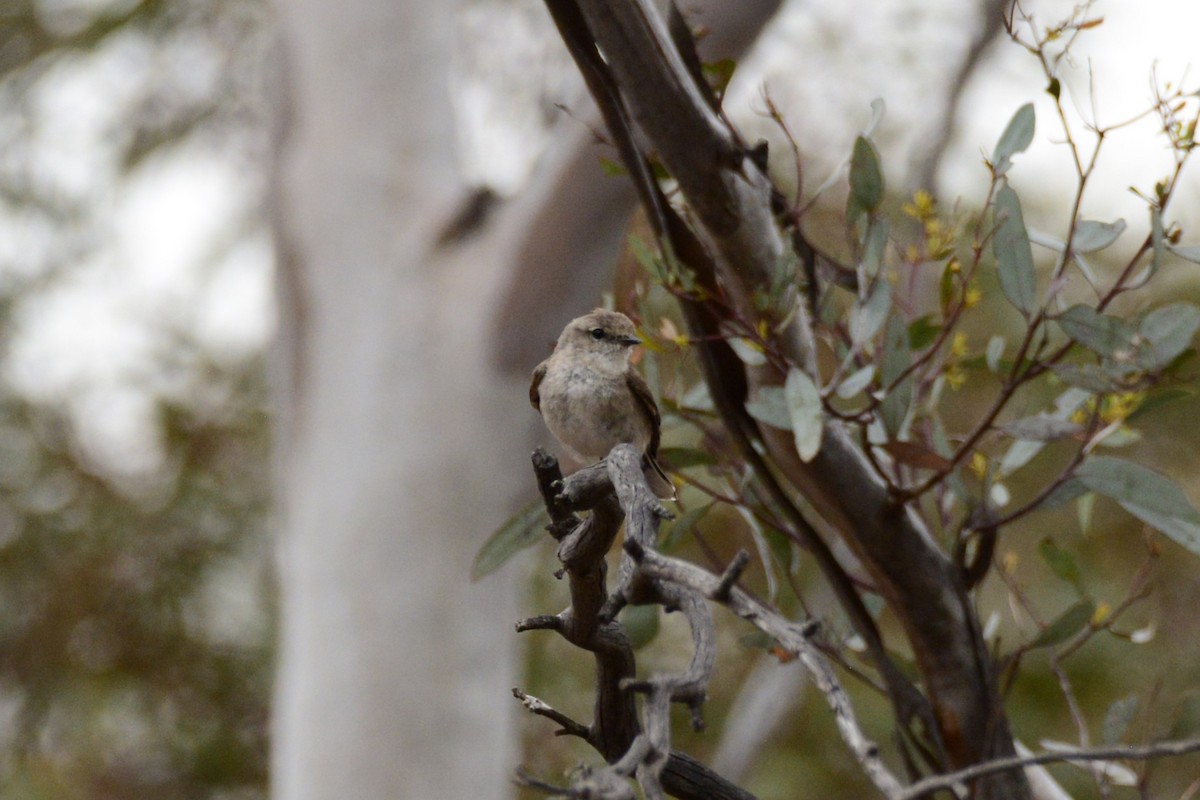 オジロオリーブヒタキ - ML644848729