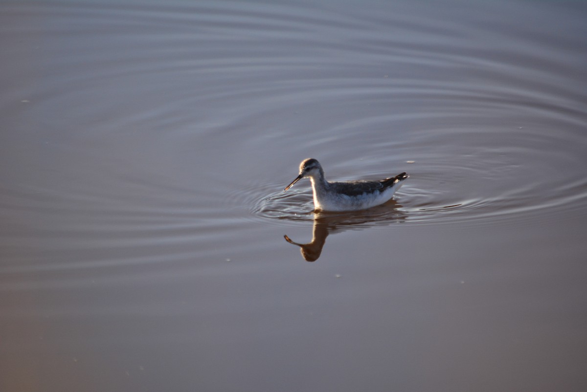 lyskonoh dlouhozobý - ML644848738