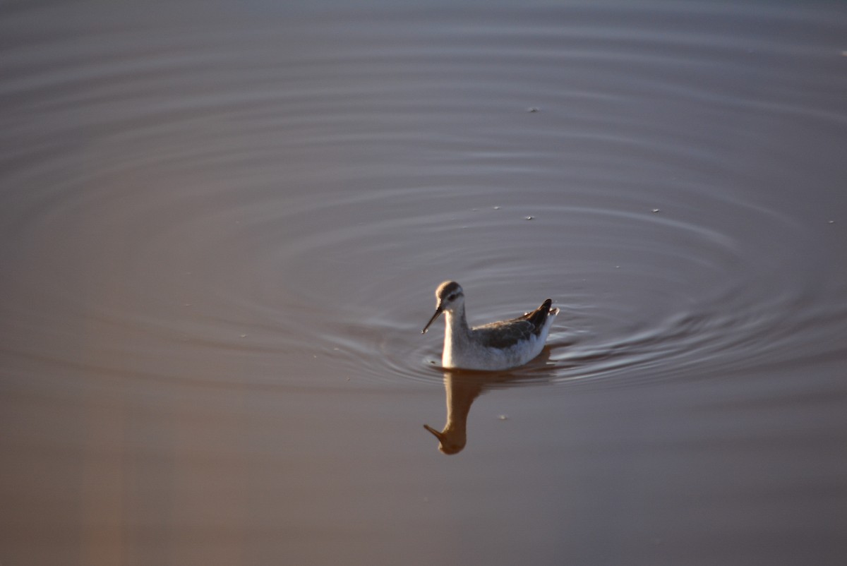 lyskonoh dlouhozobý - ML644848744