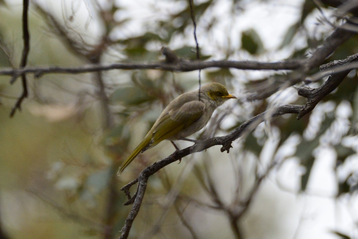 Gelbscheitel-Honigfresser - ML644848755