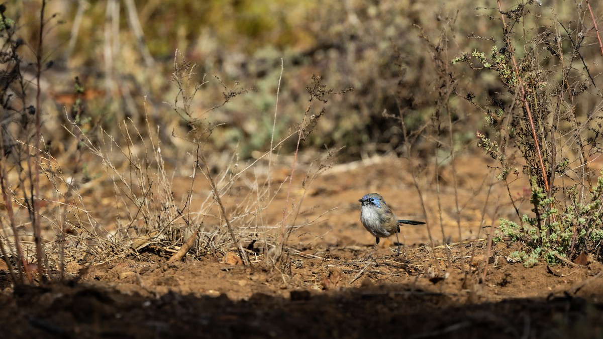 Purple-backed Fairywren - ML644848760