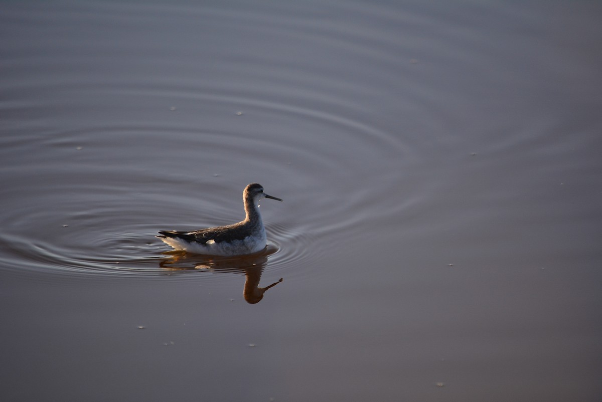 lyskonoh dlouhozobý - ML644848762