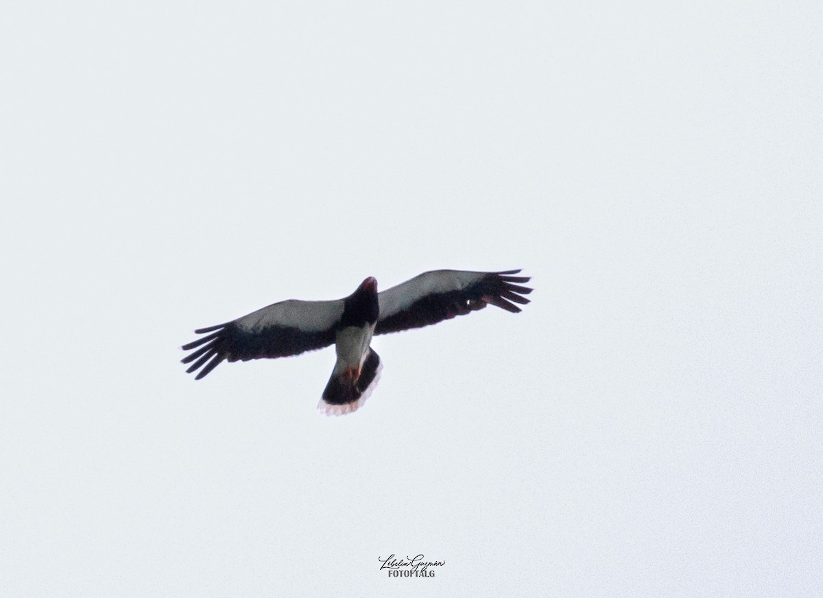 Mountain Caracara - ML644848765