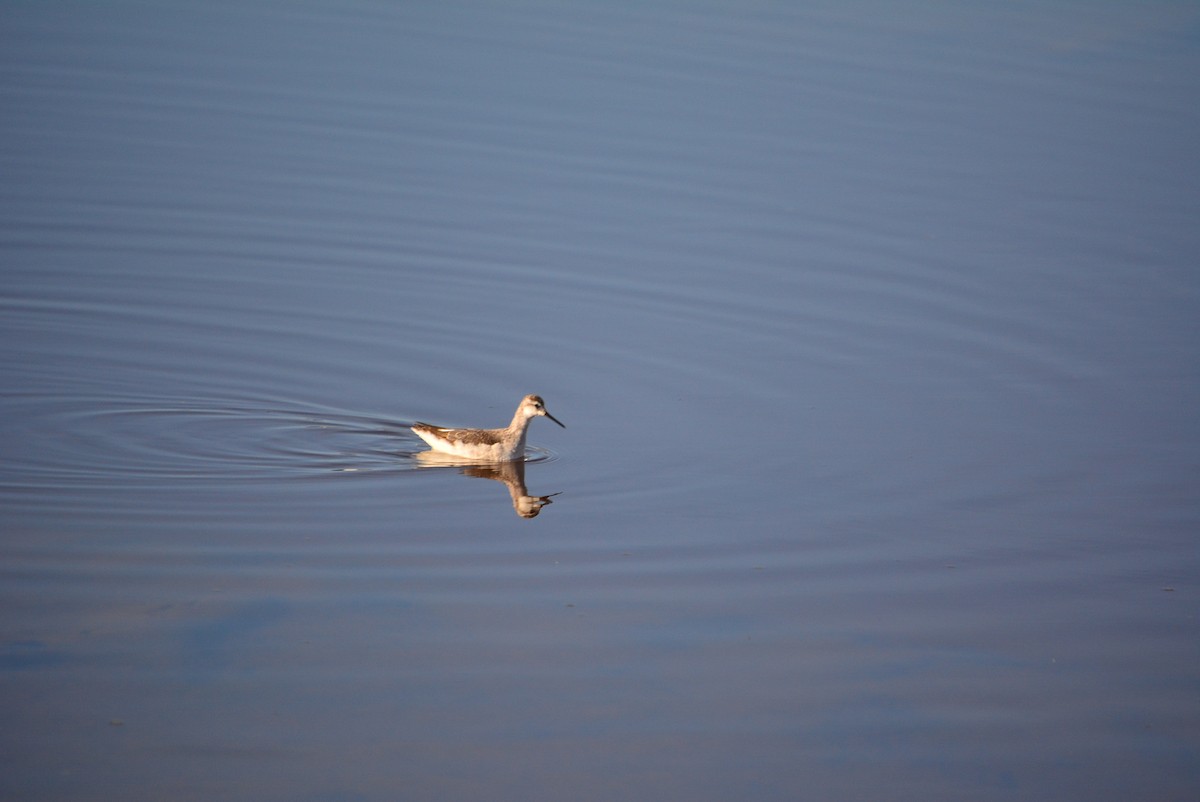 lyskonoh dlouhozobý - ML644848766