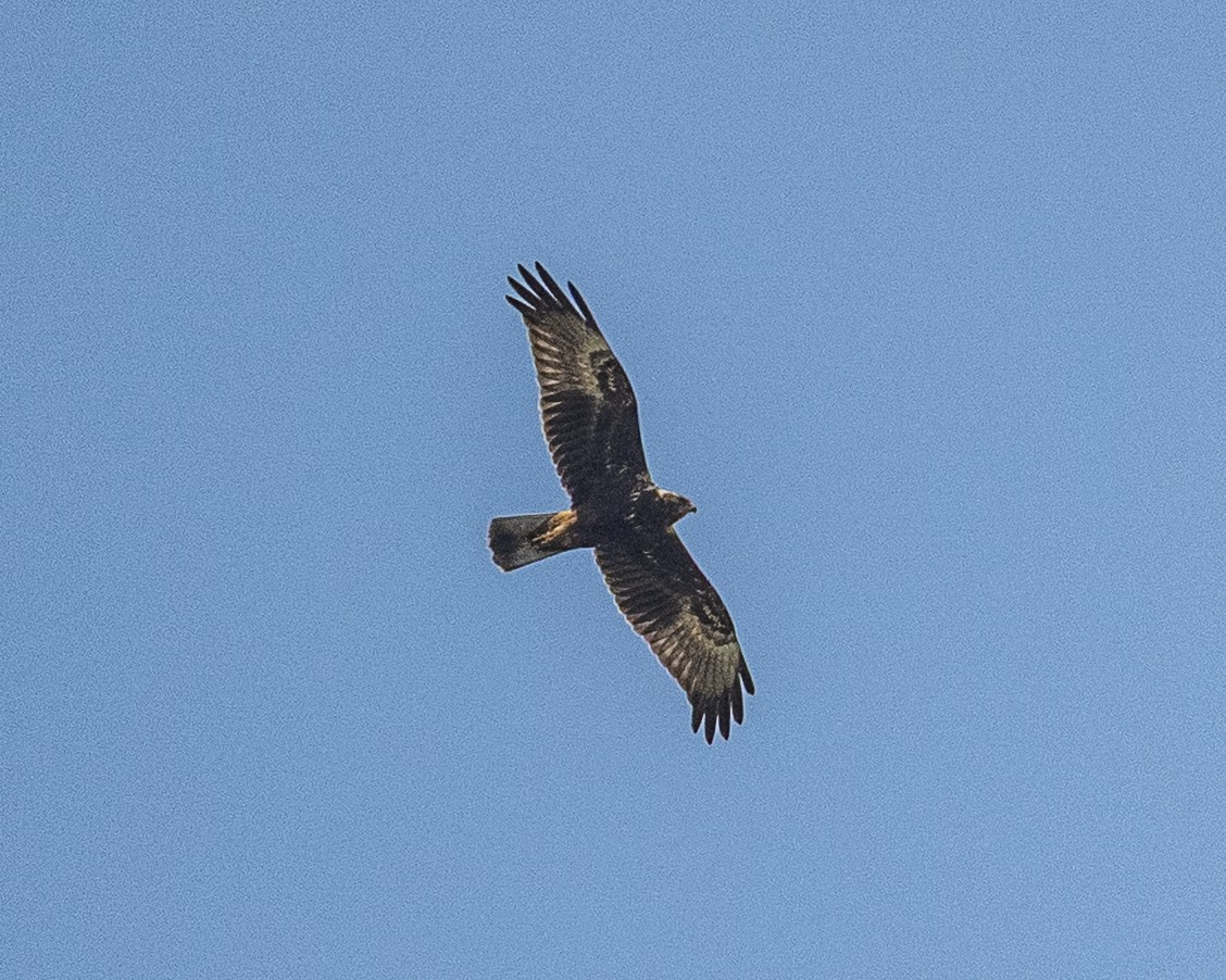 moták východní - ML644848778