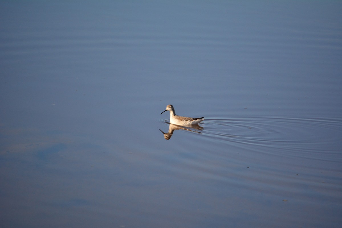 lyskonoh dlouhozobý - ML644848781