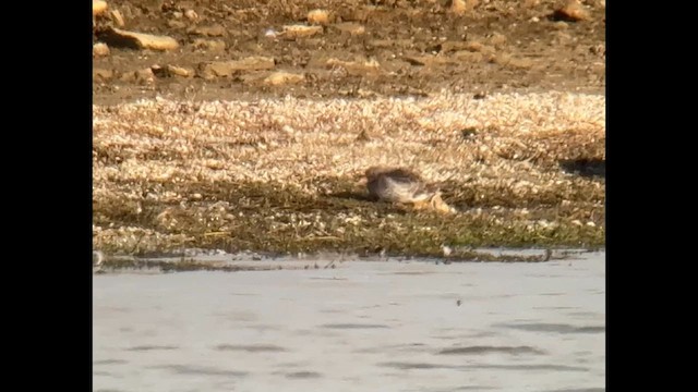 Purple Sandpiper - ML644848782