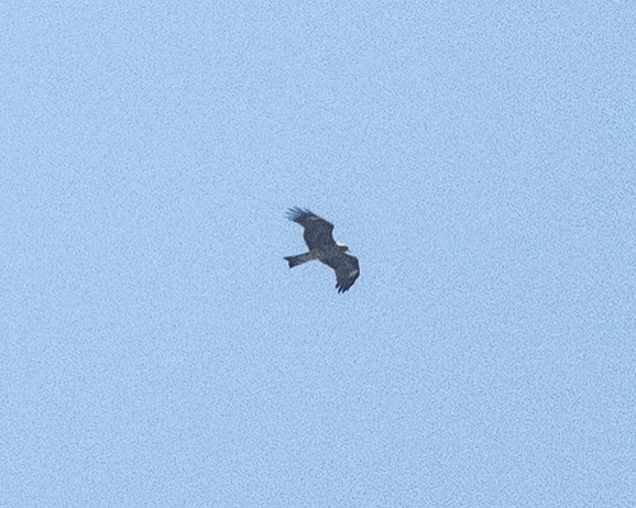 Black Kite - ML644848784