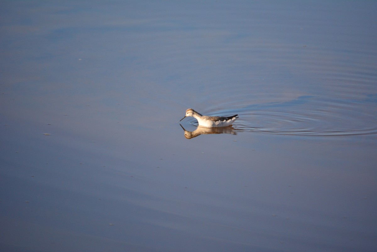 lyskonoh dlouhozobý - ML644848789