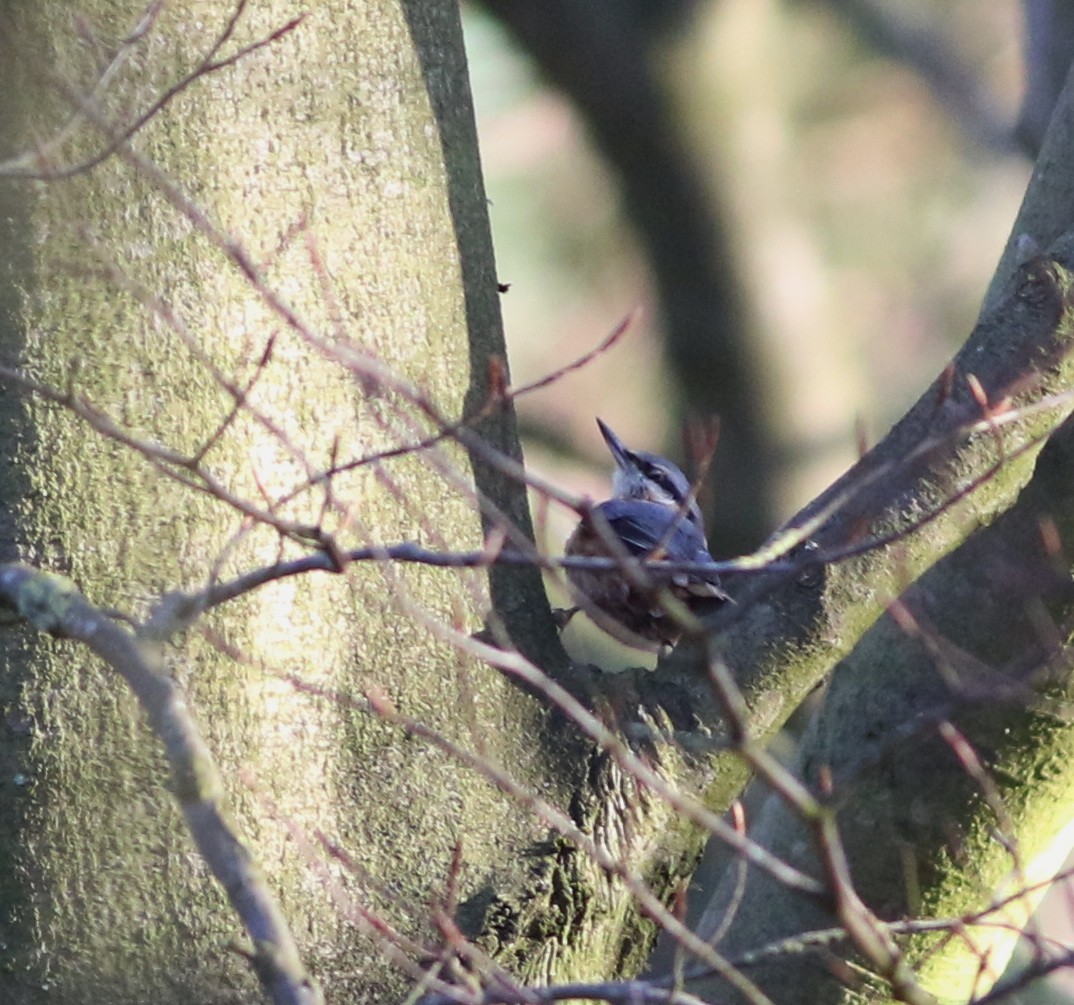 Garrapo eurasiarra - ML644848801