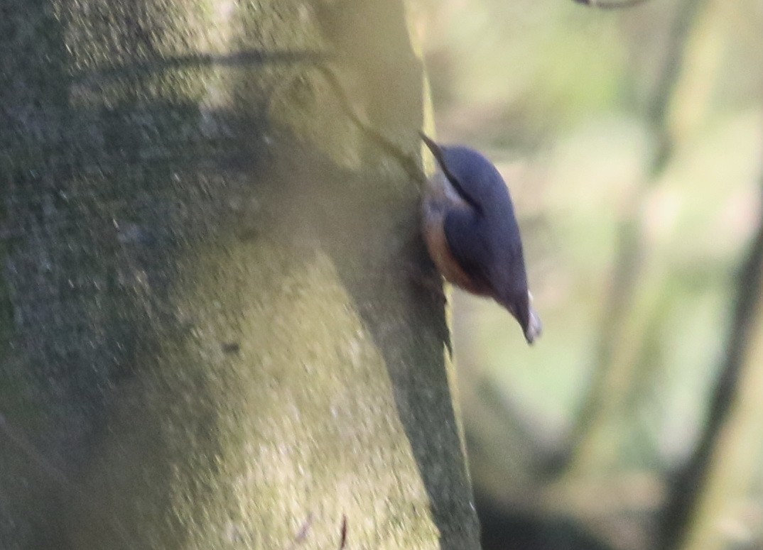 Garrapo eurasiarra - ML644848802