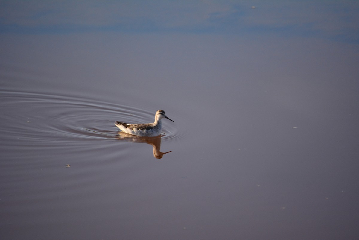 lyskonoh dlouhozobý - ML644848805