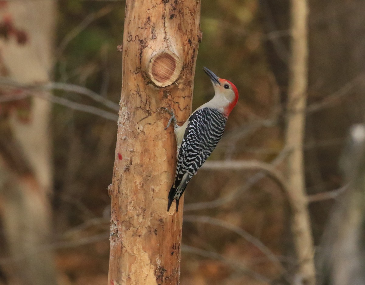 Гіла каролінська - ML644848820
