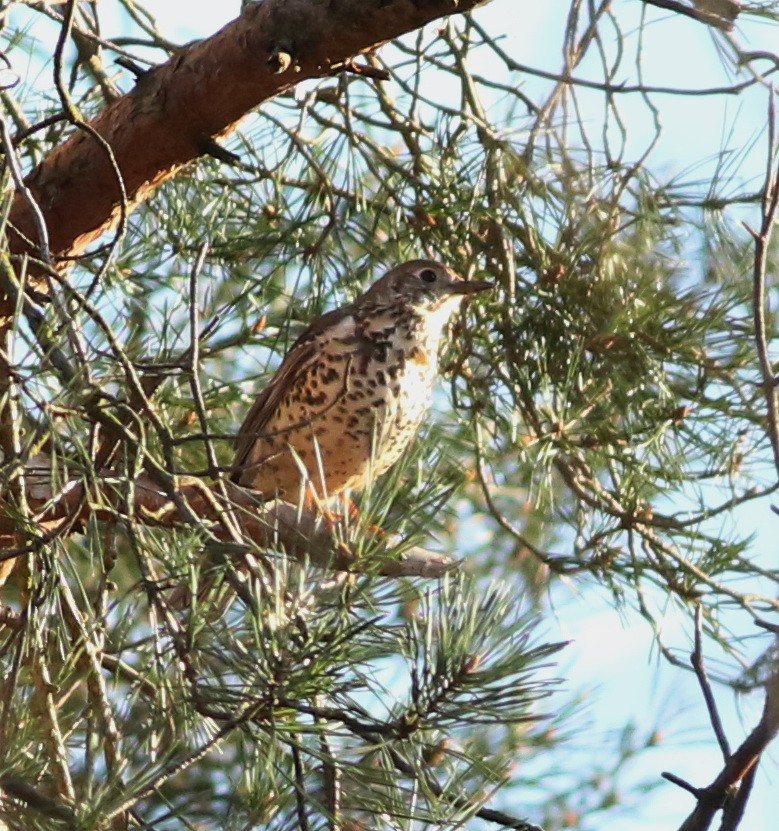 drozd brávník - ML644848821