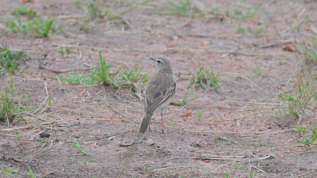Plain-backed Pipit - ML644848822
